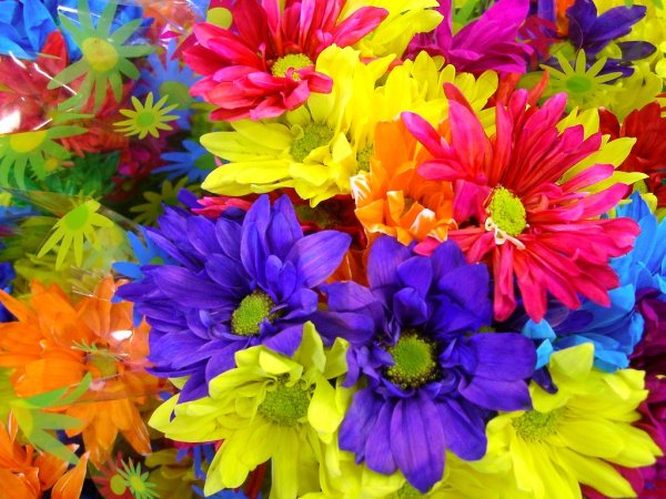 Разноцветные цветы