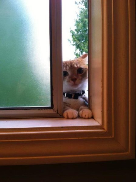 Котик заглядывает в окно