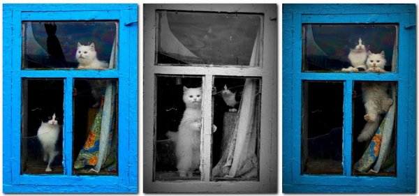 Кот в проеме окна