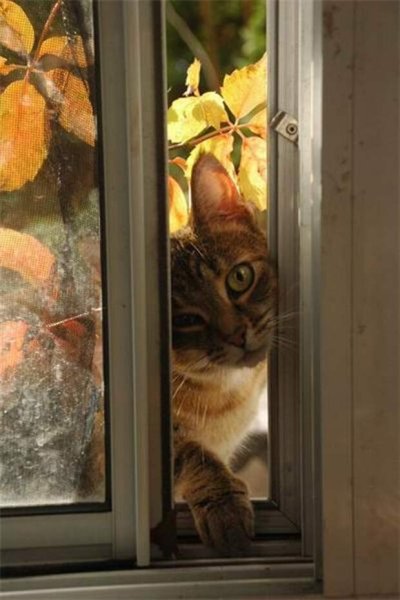 Кот заглядывает в окно