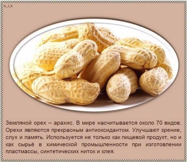 Интересные факты об орехах