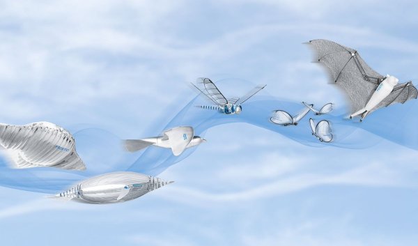 Бионика картины