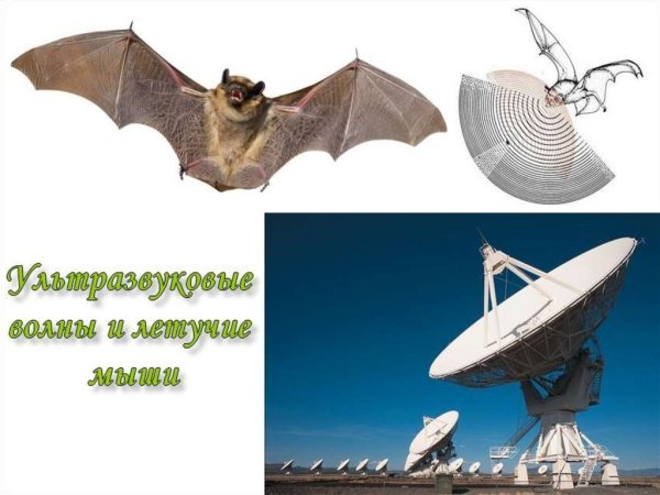 Бионика картинки без фона