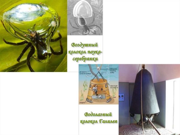 Бионика башня Соломина