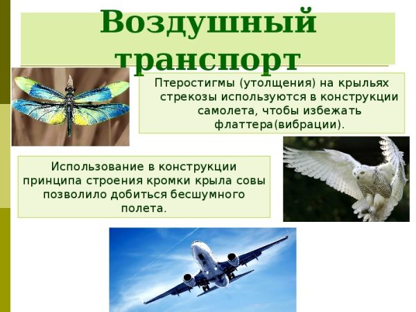 Самолет и птица Бионика