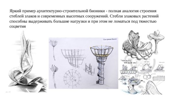 Аналогия строения стеблей злаков и современных высотных сооружений