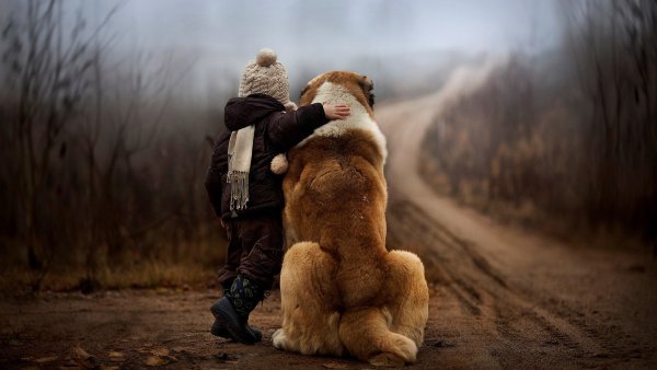 Любовь к собакам цитаты