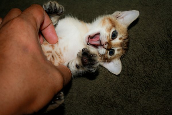 Пощекотать котика