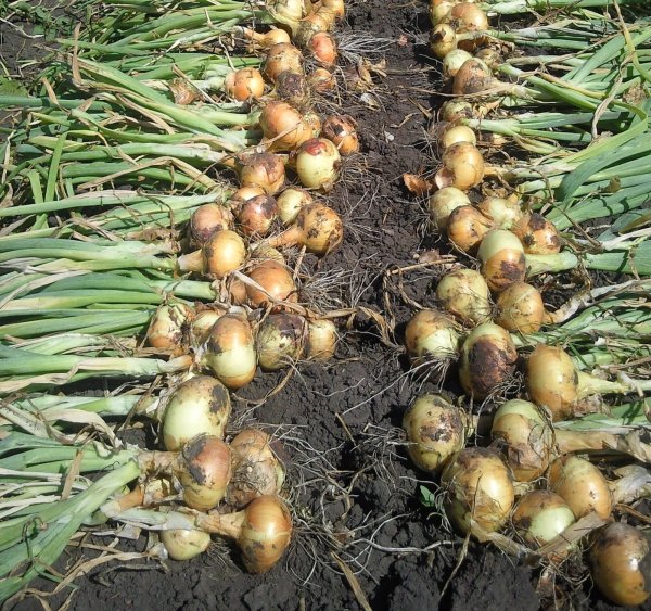 17 Сентября народный календарь