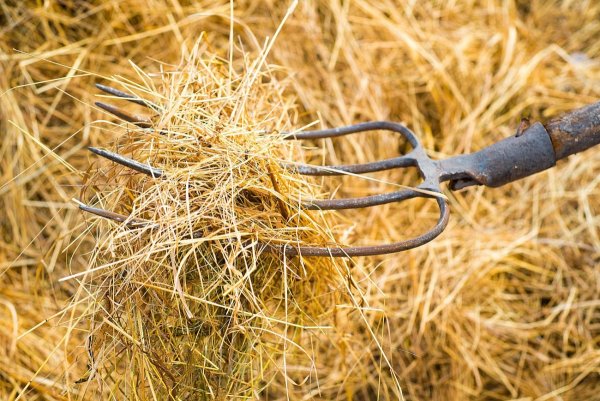 Вилы в стоге сена