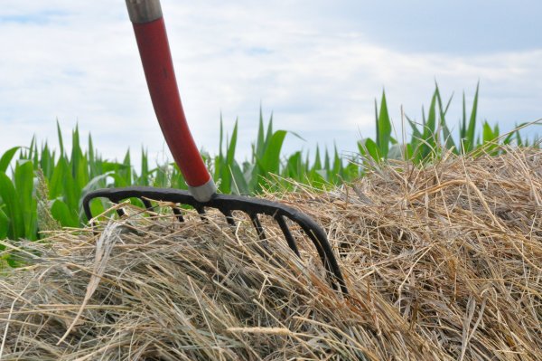 Вавила – поздние вилы