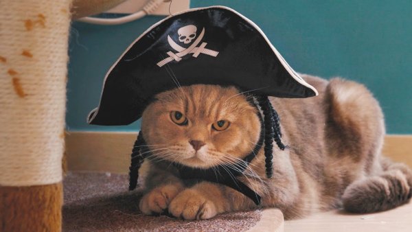 Кот пират
