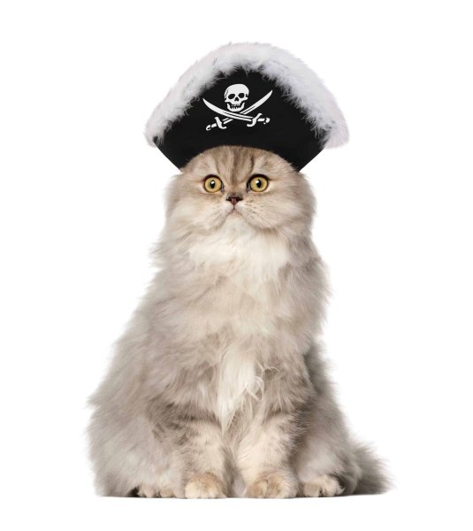 Кошачий пират