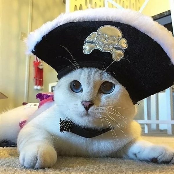 Кошечка в шляпке