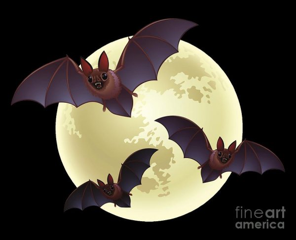 День летучих мышей