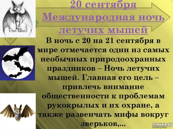 Международная ночь летучих мышей