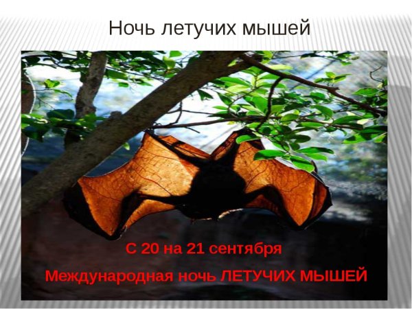 Международная ночь летучих мышей 20 сентября