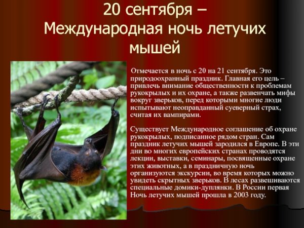 Всемирный день летучих мышей