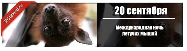 День летучих мышей