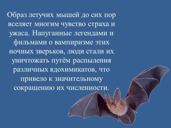 Летучая мышь ночью