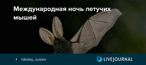 Международная ночь летучих мышей открытки