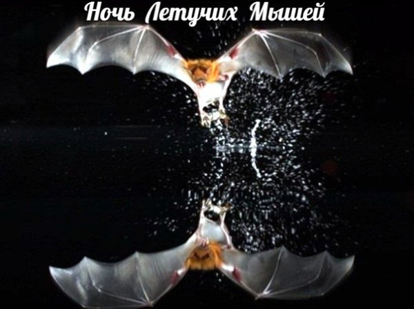 Международная ночь летучих мышей