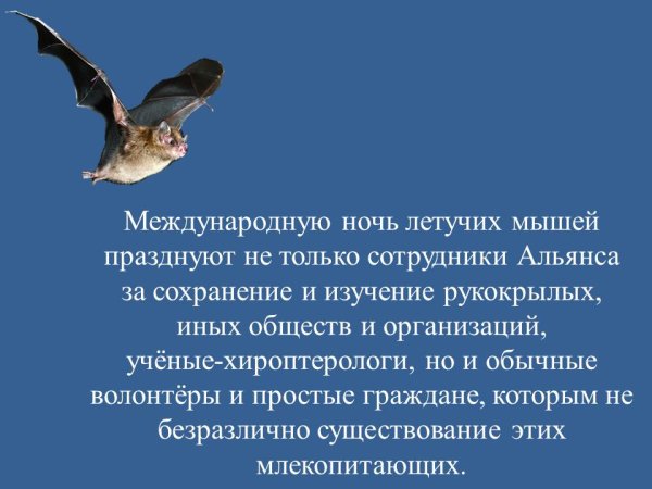 Международная ночь летучих мышей