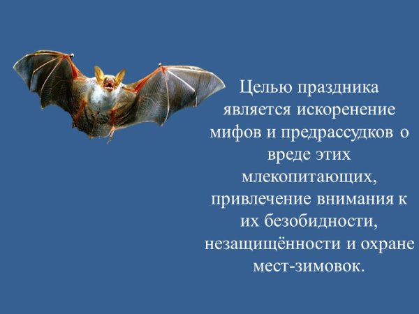 Летучая мышь ночью