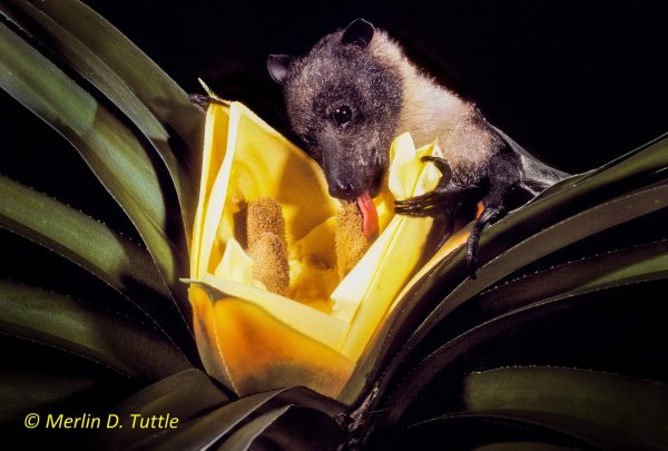 Праздник с летучей мышью