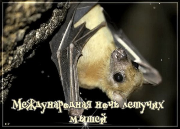 Международная ночь летучих мышей открытки