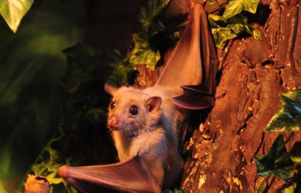 Египетская летучая мышь