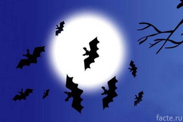 День летучих мышей