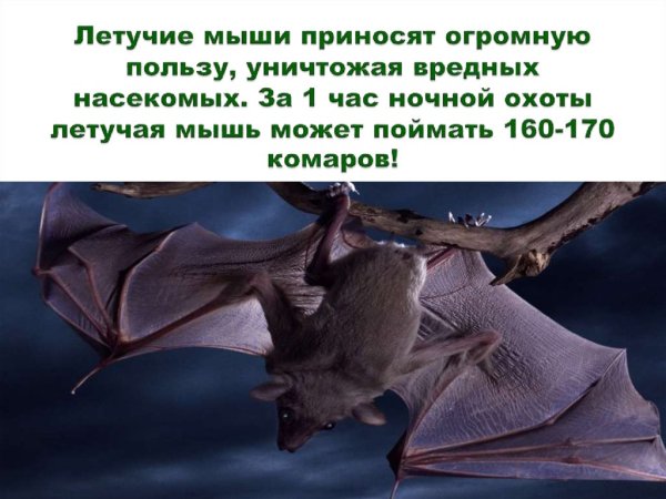 Летучая мышь описание