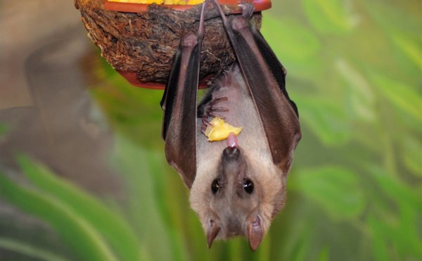 Спокойной ночи летучая собака