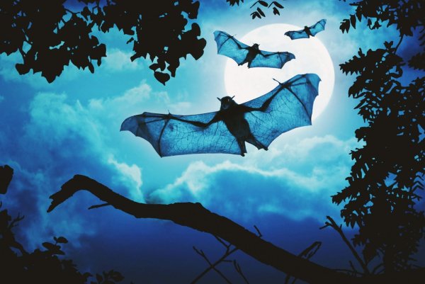 Летучая мышь ночью