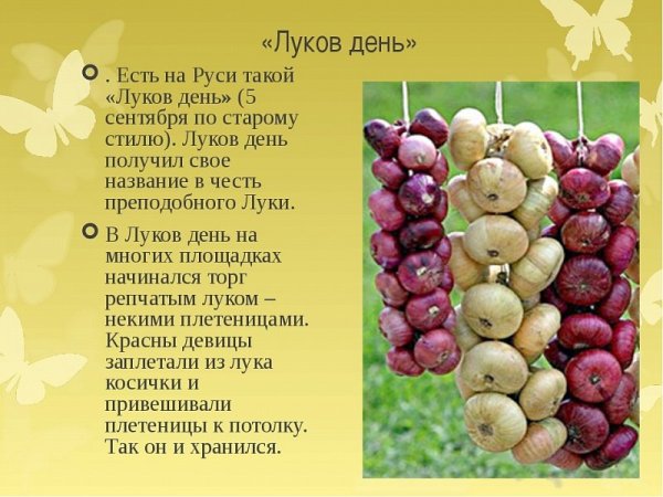 20 Сентября – луков день, СОЗОНТ И лука