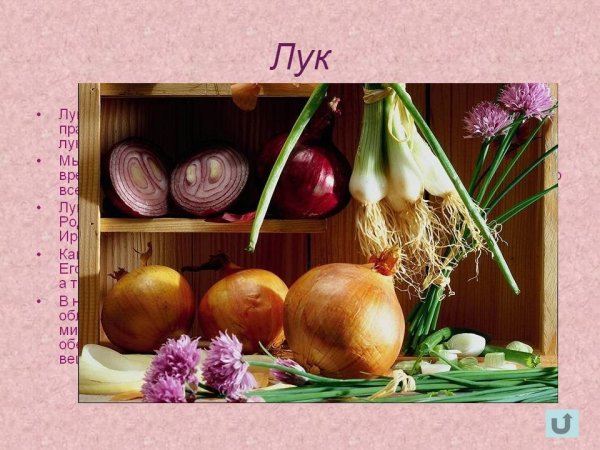 Лук наш друг