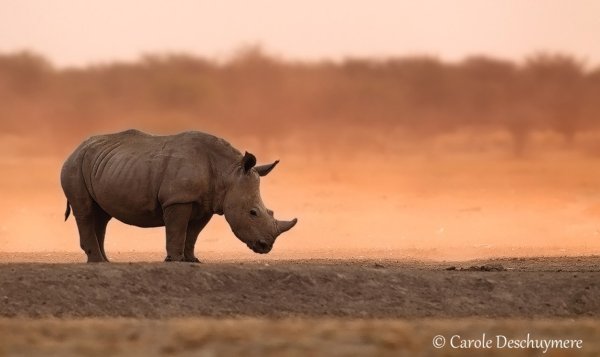 Картинки на Всемирный день носорогов (54 фото)