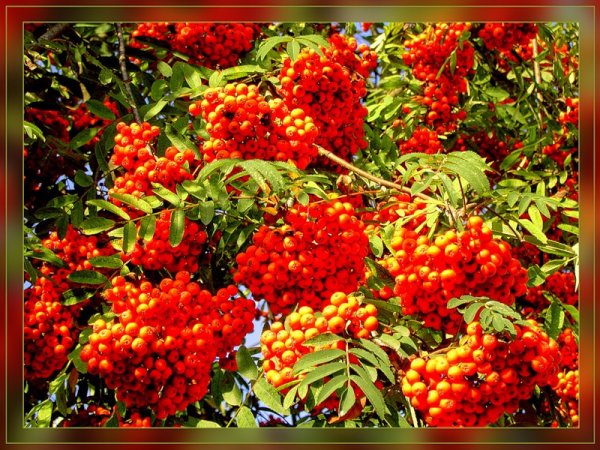 Осенний пётр и Павел — рябинники.