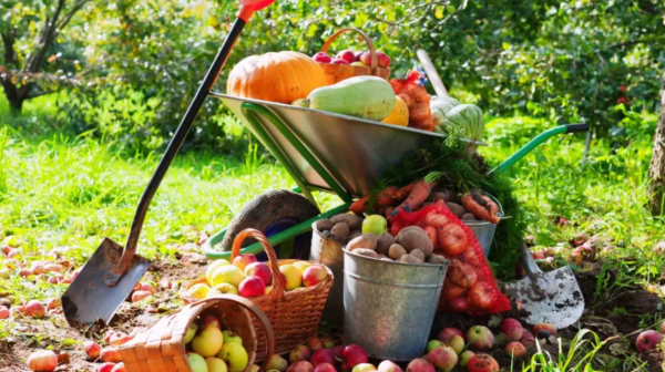 Овощи на огороде