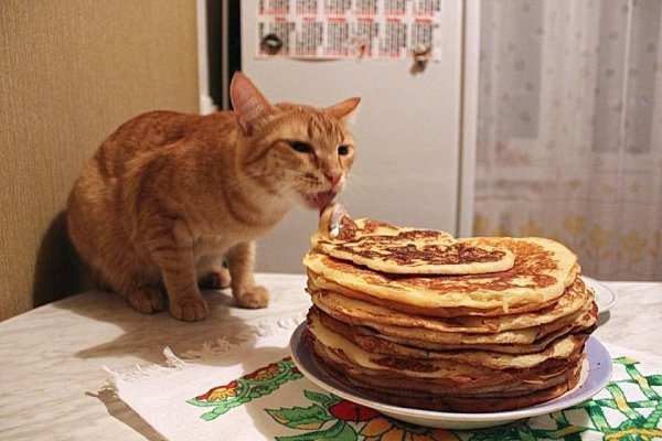 Котик с блинчиками