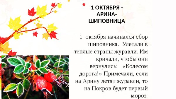 Арина Шиповница 1 октября