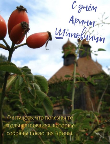 Арина Шиповница народный календарь