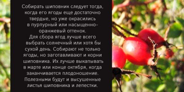 Сбор плодов шиповника