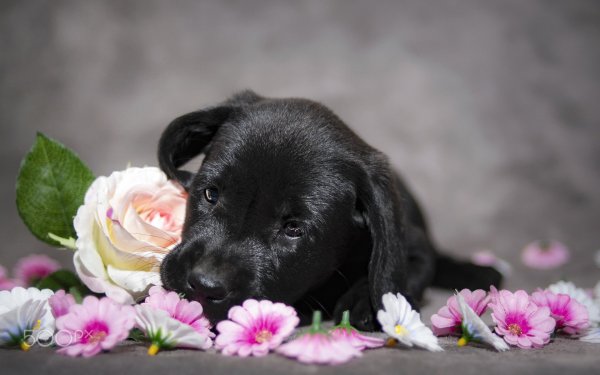 Картинки на День черных собак (44 фото)
