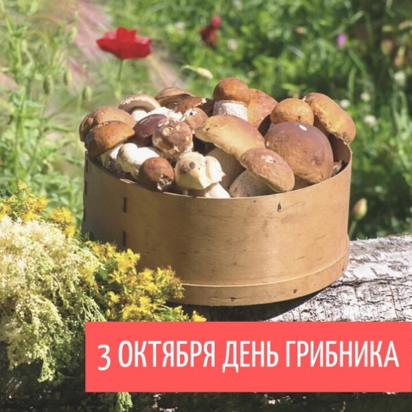Сегодня отмечается день грибника