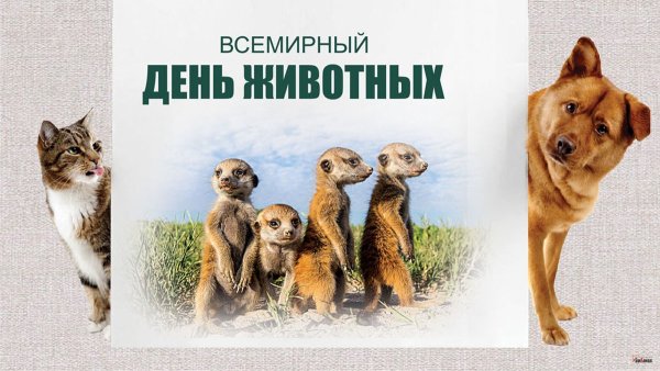 Защитим животных