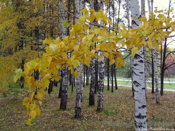 Берёзы падение листьев