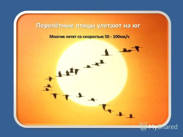 Статус птицы улетают