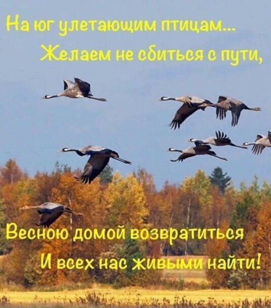 Улетают птицы в теплые края прикол